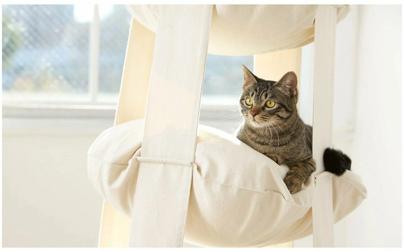 Cat sitting by the window looking outside Cat sitting by the window looking outside