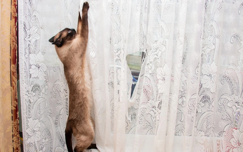 Cat grooming its paws and taking care of its nails Cat grooming its paws and taking care of its nails