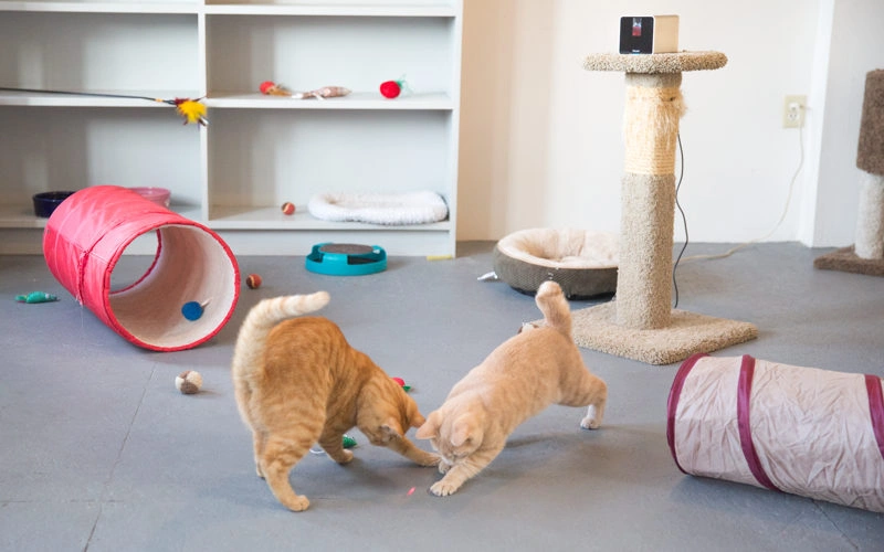 Create a Personal Play Area For Your Cat